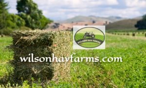 alfalfa hay for sale