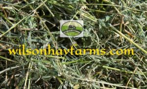 alfalfa hay for sale