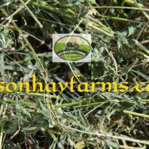alfalfa hay for sale