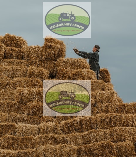 wilson hay farms